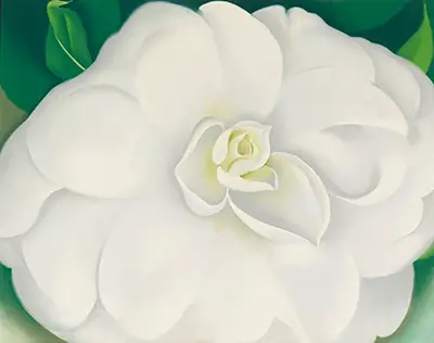 White Camellia Georgia O'Keeffe